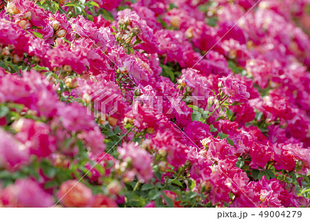 バラの花 49004279