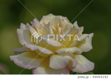 バラの花 バラの花 49004292