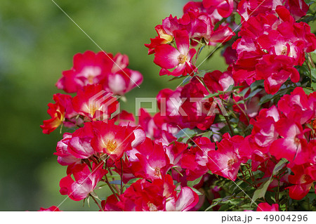 バラの花 49004296
