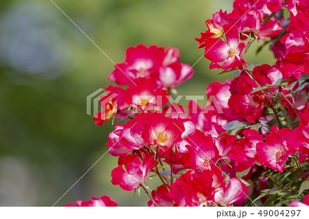 バラの花 バラの花 49004297
