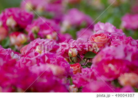 バラの花 49004307