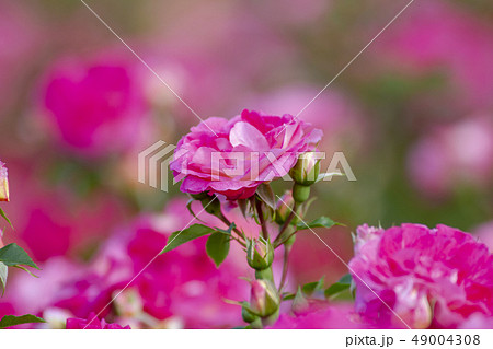 バラの花 バラの花 49004308