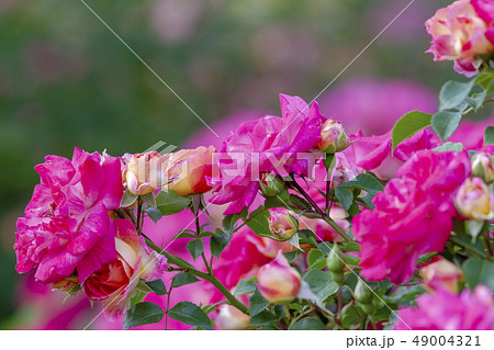 バラの花 49004321