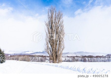 Beautiful outdoor nature landscape with tree of ken and mary in biei area 49005278