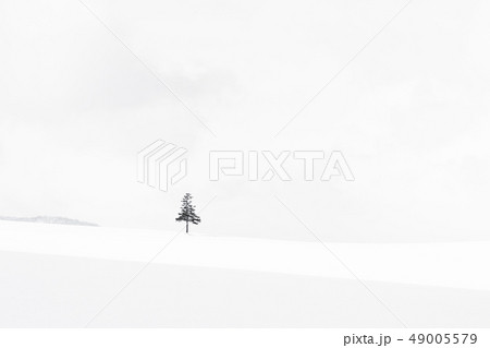 Beautiful outdoor nature landscape with christmas tree in winter snow season Beautiful outdoor nature landscape with christmas tree in winter snow season 49005579