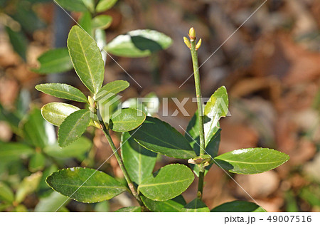 樹木：ツルマサキ　ニシキギ科 49007516