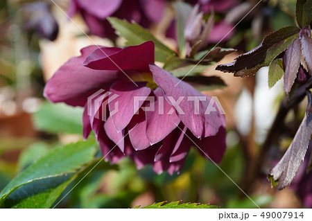 ワインレッドで八重のクリスマスローズのクローズアップ ワインレッドで八重のクリスマスローズのクローズアップ 49007914