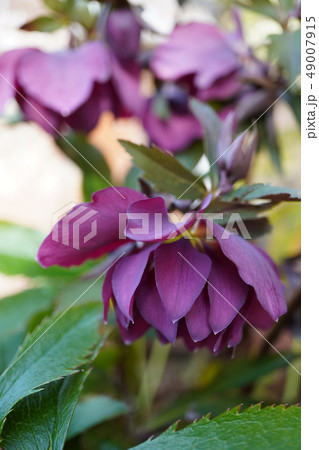 クリスマスローズ-ワインレッドでダブルの花びらのクローズアップ、後ろボケ縦長 クリスマスローズ-ワインレッドでダブルの花びらのクローズアップ、後ろボケ縦長 49007915