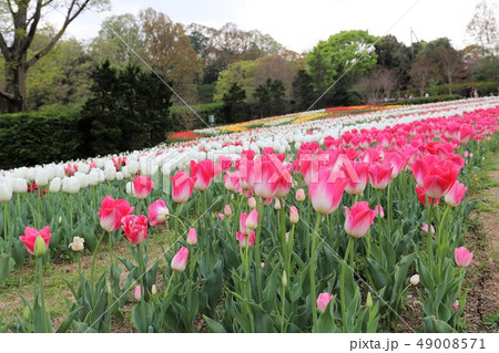 馬見丘陵公園の春 馬見丘陵公園の春 49008571