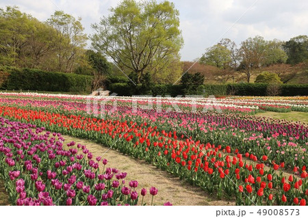 馬見丘陵公園の春 馬見丘陵公園の春 49008573