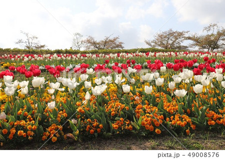 馬見丘陵公園の春 馬見丘陵公園の春 49008576