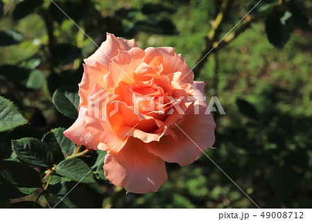 バラ アプリコット キャンディ Apricot Candy バラ アプリコット キャンディ Apricot Candy 49008712