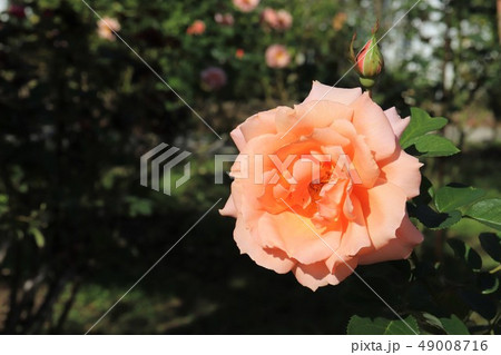 バラ　アプリコット キャンディ　Apricot Candy 49008716