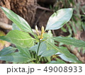 山草 49008933