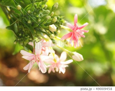 Chinese honey Suckle flower, Rangoon creeper 49009458