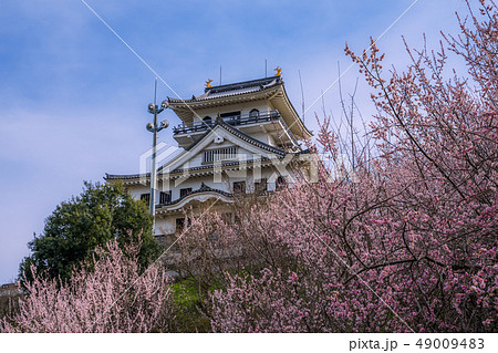鳥取県にある天空の城　梅が満開の河原城　正式名称丸山城 49009483