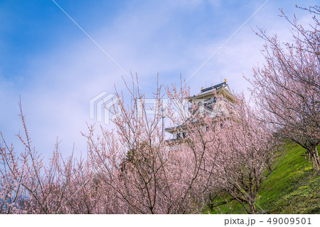 鳥取県にある天空の城 梅が満開の河原城 正式名称丸山城 鳥取県にある天空の城 梅が満開の河原城 正式名称丸山城 49009501