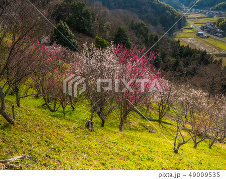 鳥取県にある天空の城 梅が満開の河原城 正式名称丸山城 鳥取県にある天空の城 梅が満開の河原城 正式名称丸山城 49009535