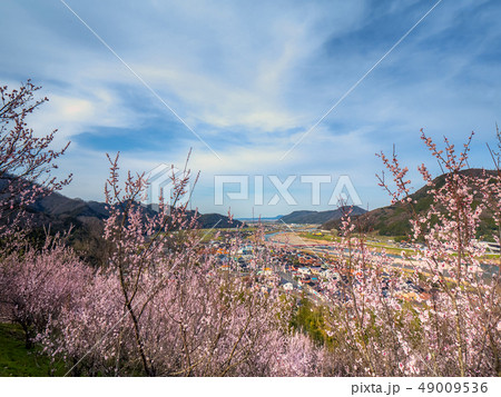 鳥取県にある天空の城 梅が満開の河原城 正式名称丸山城 鳥取県にある天空の城 梅が満開の河原城 正式名称丸山城 49009536