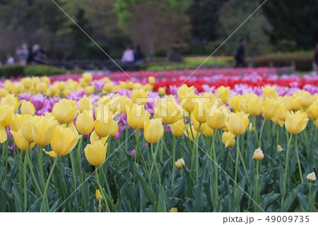 馬見丘陵公園のチューリップ 49009735