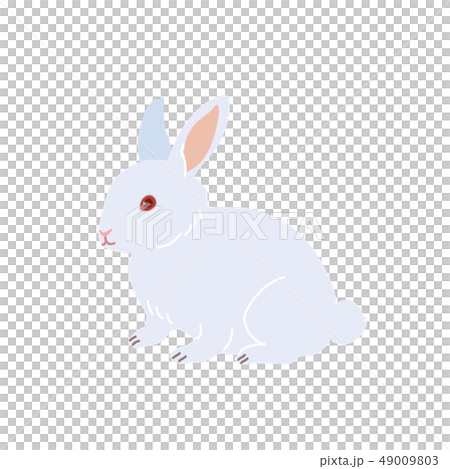 うさぎ　イラスト 49009803