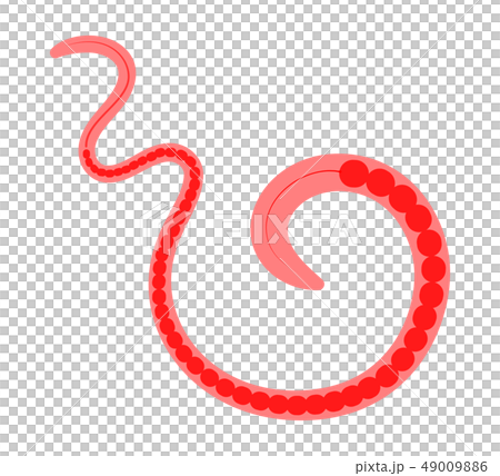 イトミミズ 49009886