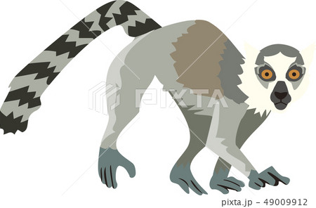 ワオキツネザル ワオキツネザル 49009912