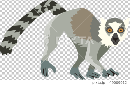 Wolverine lemur Wolverine lemur 49009912