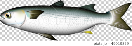 ボラ　イラスト　(ベクターEPS) 49010859