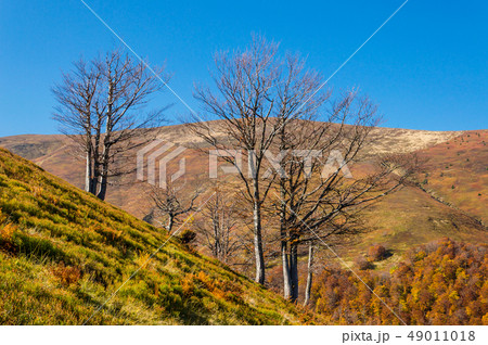 Autumn landscape with trees 49011018