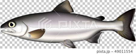 ビワマス ビワマス 49011554