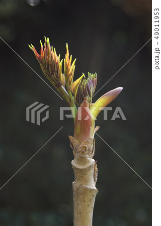 タラの芽 49011953