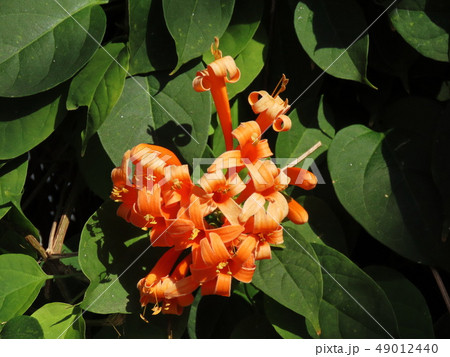 テコマンテ・デンドロフィラ Tecomanthe dendrophylla テコマンテ・デンドロフィラ Tecomanthe dendrophylla 49012440