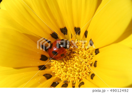 花の中のナナホシテントウ 花の中のナナホシテントウ 49012492