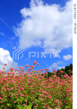 そばの花 49012876