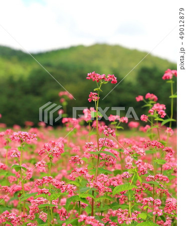そばの花 49012879
