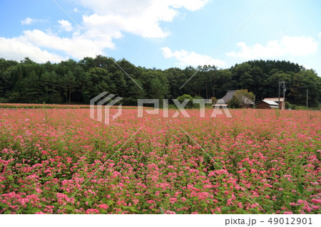 そばの花 49012901