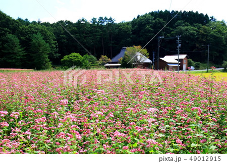 そばの花 49012915