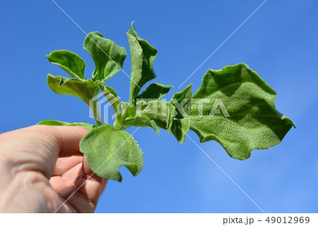 プチプチ食感、アイスプラント、野菜イメージ素材、手、青空 プチプチ食感、アイスプラント、野菜イメージ素材、手、青空 49012969