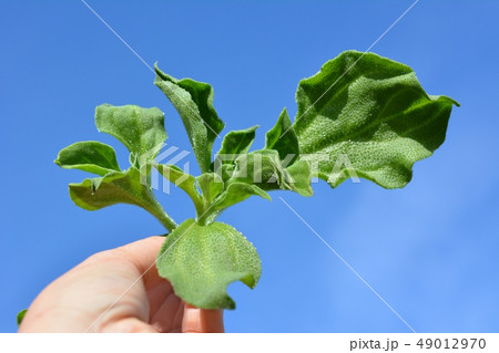 プチプチ食感、アイスプラント、野菜イメージ素材、手、青空 プチプチ食感、アイスプラント、野菜イメージ素材、手、青空 49012970