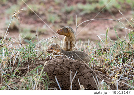 コビトマングース タンザニアにて２ 49013147