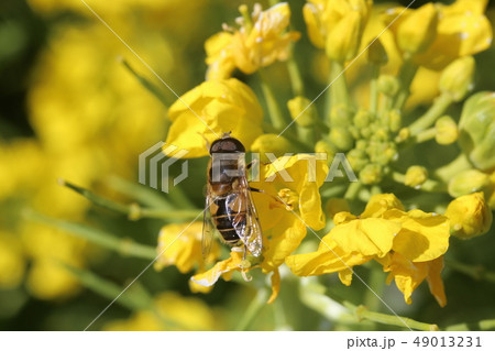 シマハナアブ 49013231