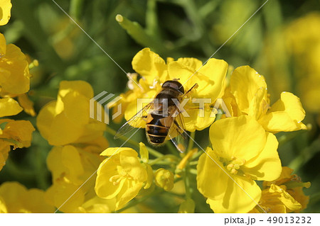 シマハナアブ 49013232