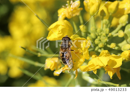 シマハナアブ 49013233