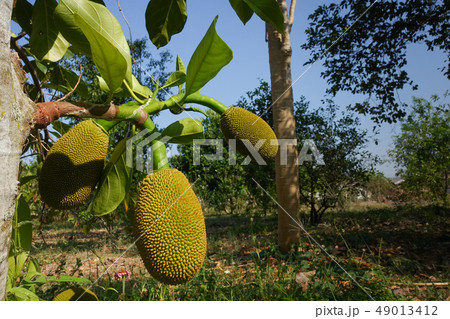 fresh green Jackfruit ( Artocarpus heterophyllus ) 49013412