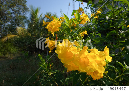 Yellow elder, Trumpetbush, Trumpet flower. 49013447