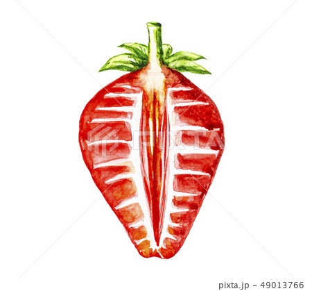 Strawberry fruit painting.Painted with watercolor. Strawberry fruit painting.Painted with watercolor. 49013766