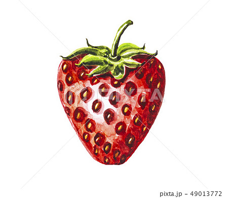 Strawberry fruit painting.Painted with watercolor. 49013772