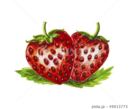 Strawberry fruit painting.Painted with watercolor. 49013773