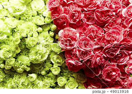ピンクと白の一面の花 ピンクと白の一面の花 49013916